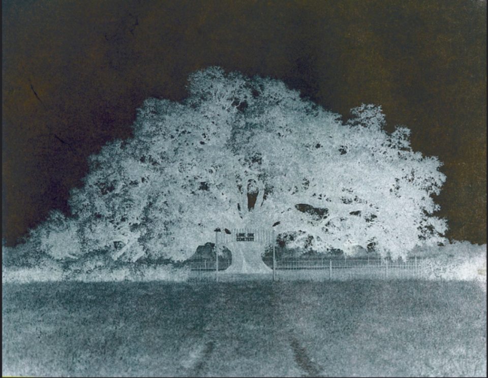 The old oak, calotype negative photo