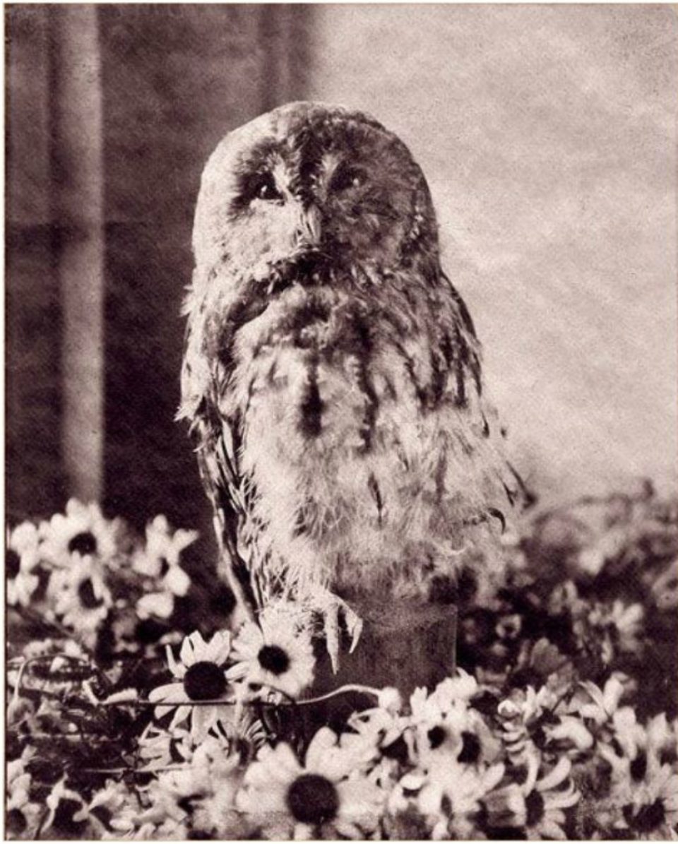 the owl, black and white print