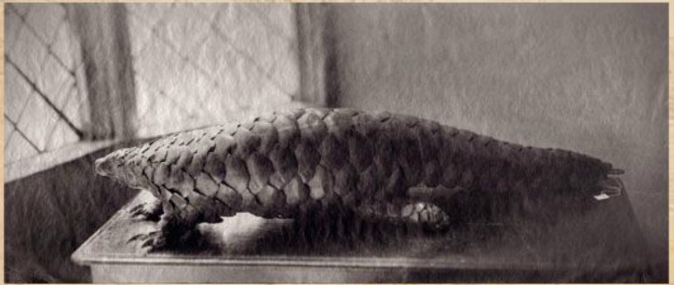 Pangolins or scaly anteaters