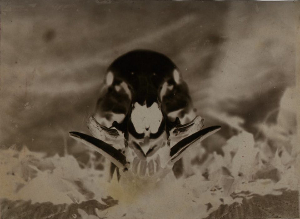 Calotype photo of the scull
